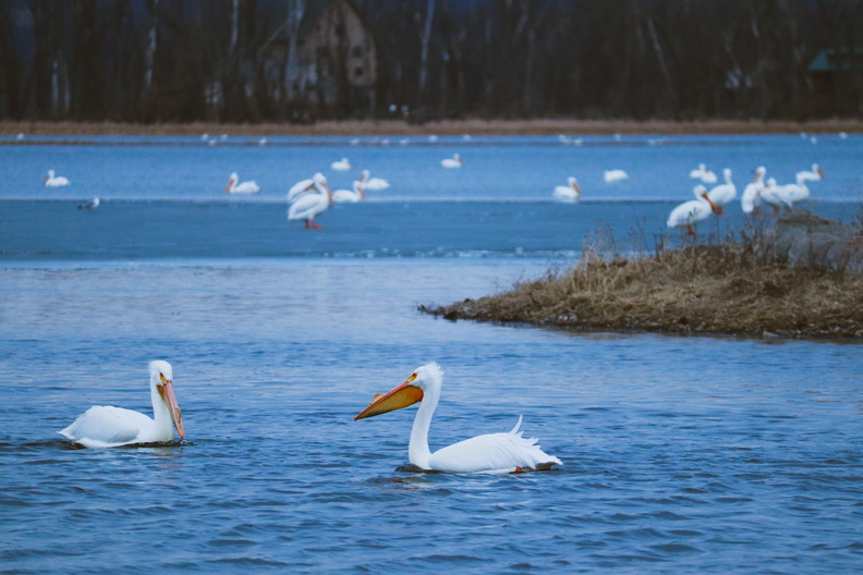 pelican river spring nature