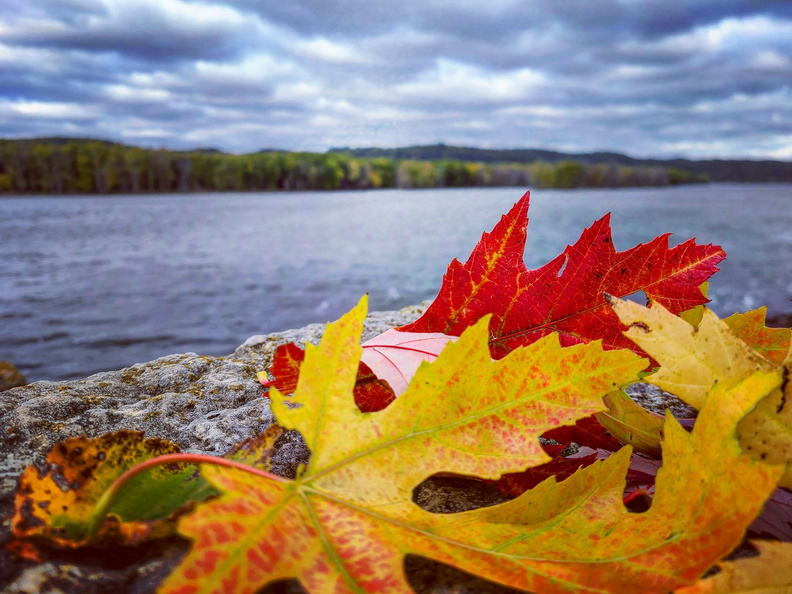 fall leaves river island st feriole