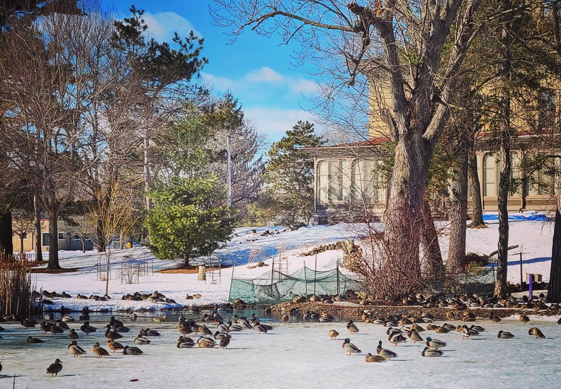 winter birds villa louis island history