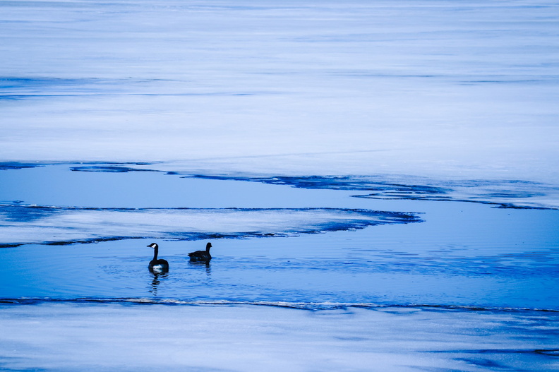 winter nature birds ice river