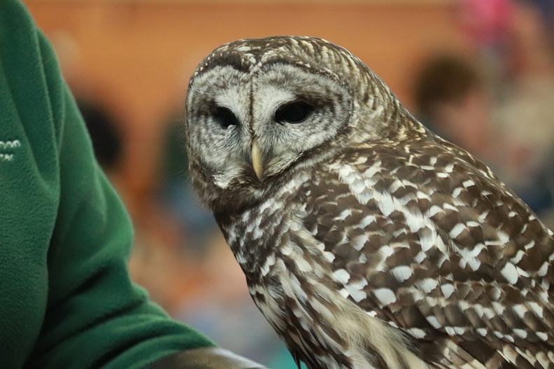 owl winter eagle appreciation hoffman hall nature